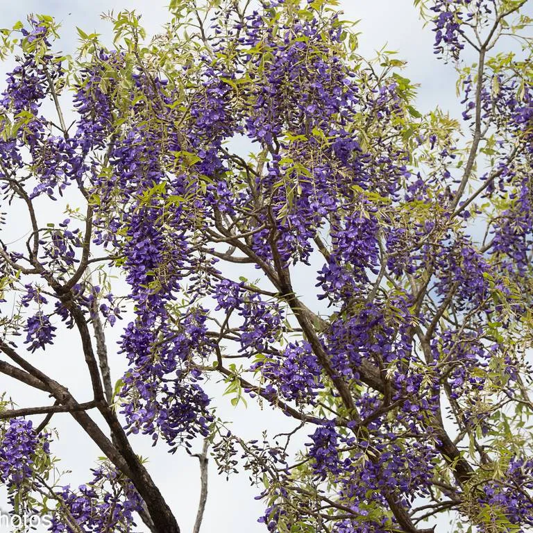African Wisteria Tree (Bolusanthus Speciosa)