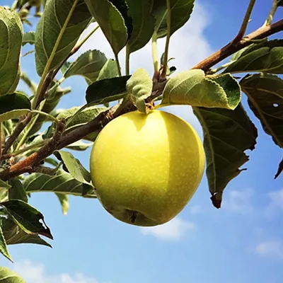 Apple Ein Shemer (Malus Domestica Ein Shemer) - Saib