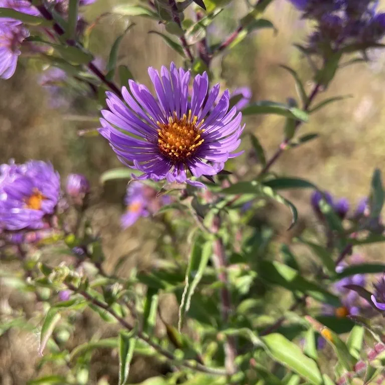 Aster (Aster Fall Dwarf)