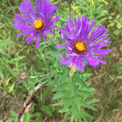 Aster (Aster Fall Tall Form)