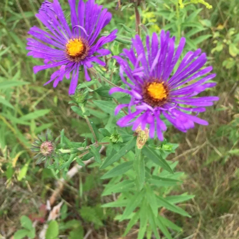 Aster (Aster Fall Tall Form)