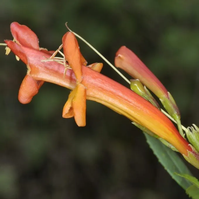 Bells of Fire (Tecoma Garrocha)
