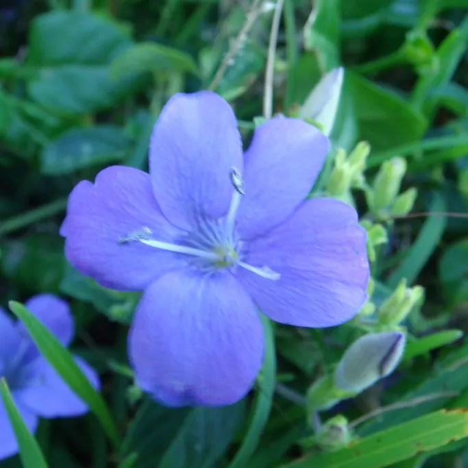 Blue Flower Shrub (Barleria Obtusa Blue)