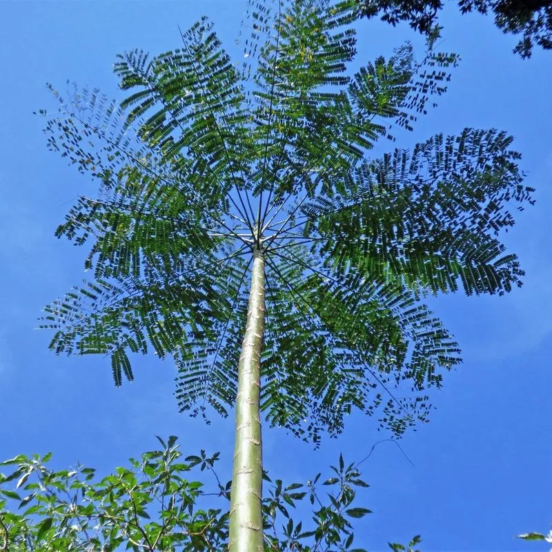 Brazilian Fern Tree (Schizolobium Prahayba)