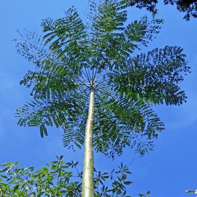 Brazilian Fern Tree (Schizolobium Prahayba)