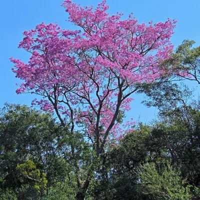 Brazilian Trumpet Tree (Tabebuia Heptaphylla)