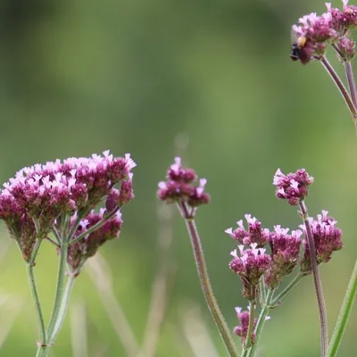 Brazilian Vervain (Verbena bonariensis)