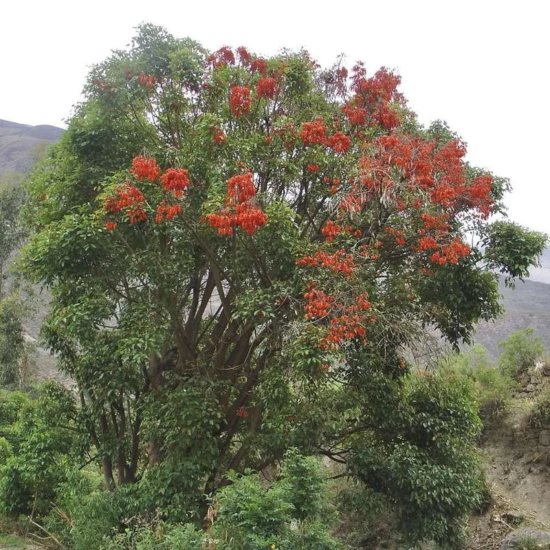Brazilian Weeping Erythrina (Erythrina Falcata)