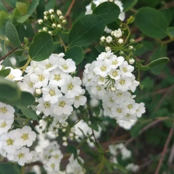 Bridal Wreath (Spirea Vanhouttei)