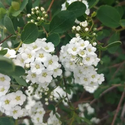 Bridal Wreath (Spirea Vanhouttei)
