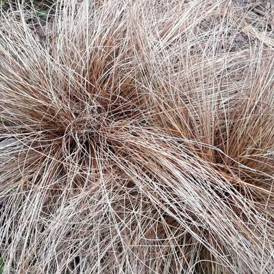 Bronze Hair Sedge (Carex Comans Bronze)