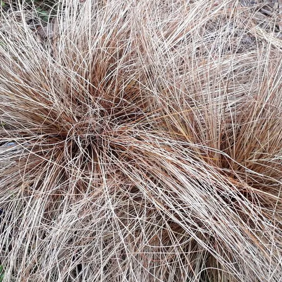 Bronze Hair Sedge (Carex Comans Bronze)