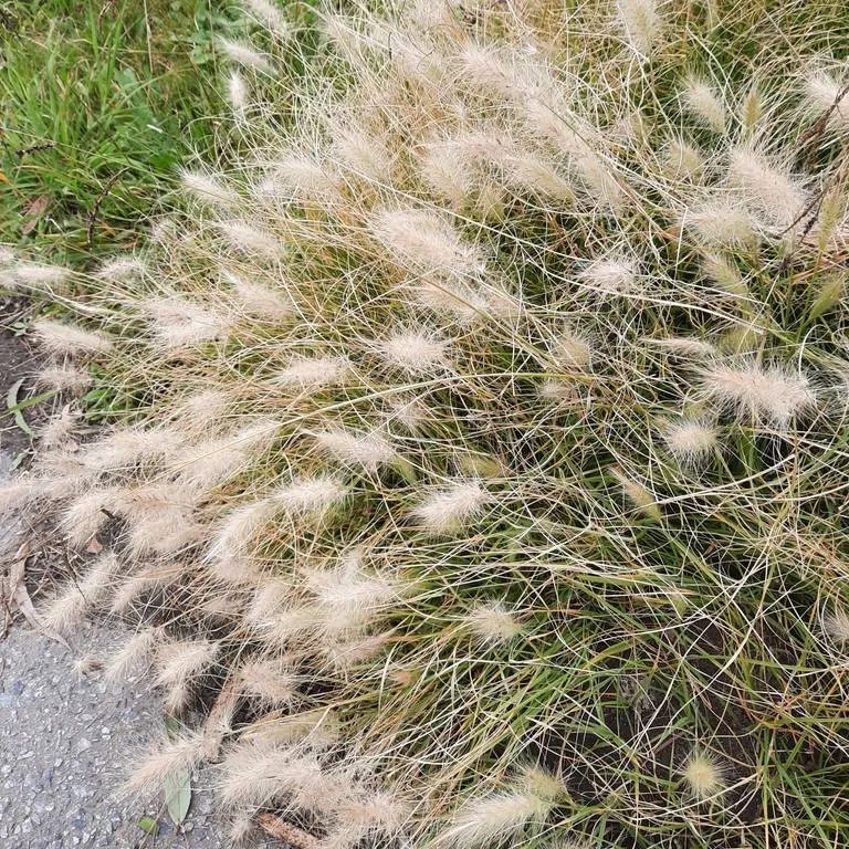 Bunny Tail Grass (Pennisetum Villosum)