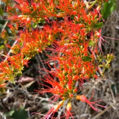 Burning Bush (Combretum Paniculatum)