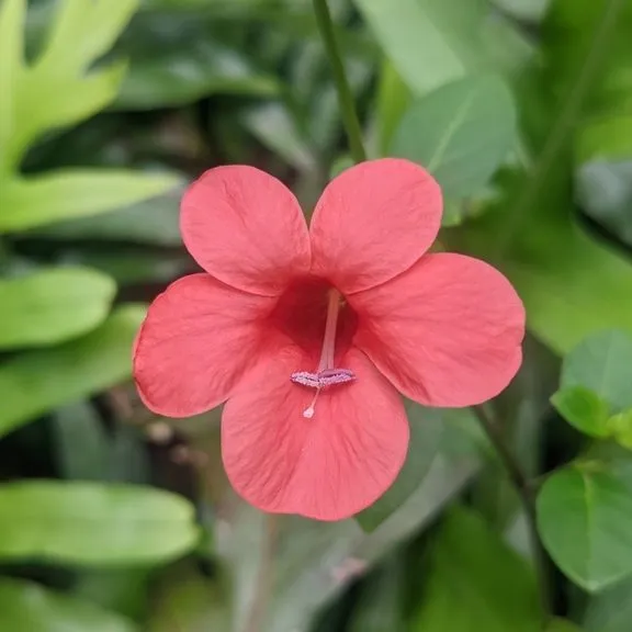 Bush Violet (Barleria Rapens)