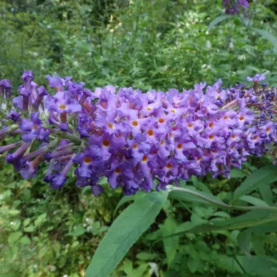Butterfly Bush (Buddleia Purple Emperor)