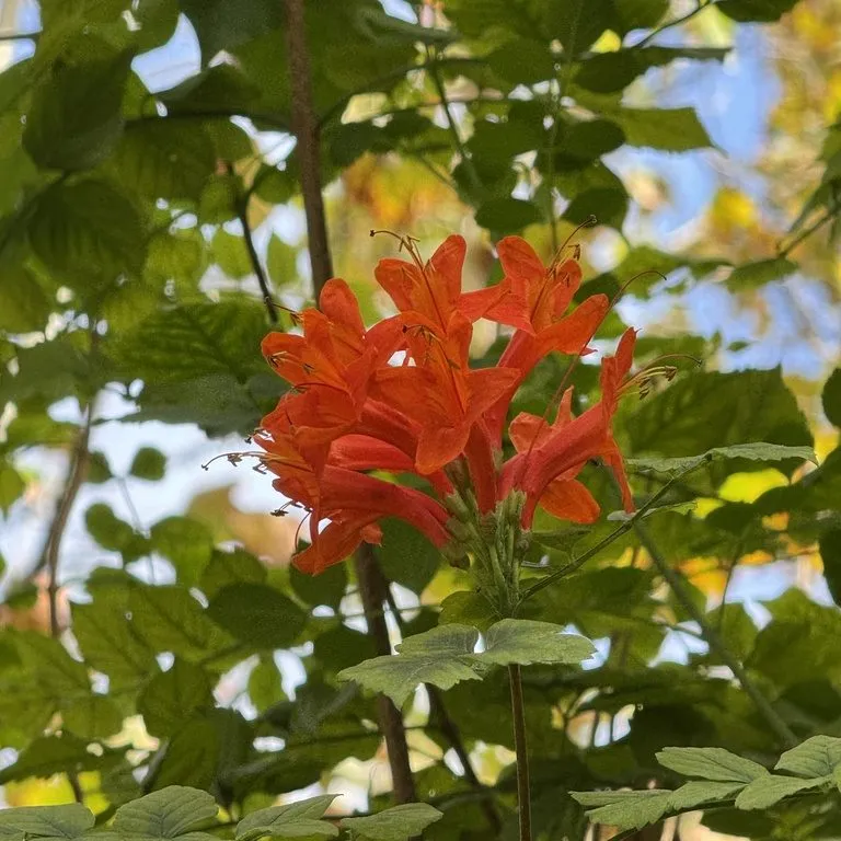 Cape Tecomaria (Tecomaria Capensis)