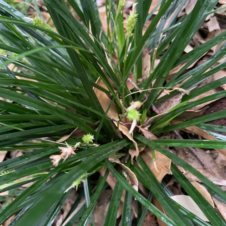 Carex Grass (Carex Oshimensis)