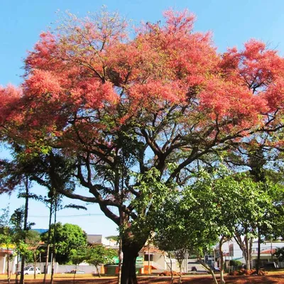 Coral Shower Tree (Cassia Grandis)
