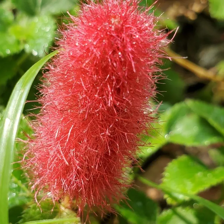 Cat's tail (Acalypha Herzogiana)