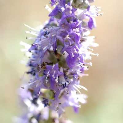 Chaste Tree (Vitex Agnus Castus)