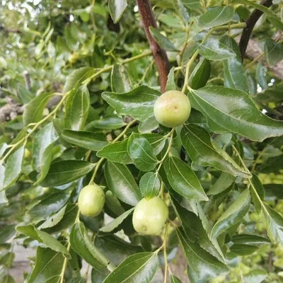 Chinese Jujube (Zizyphus Chinensis Jumbo)