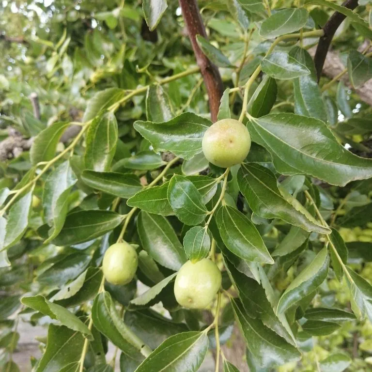 Chinese Jujube (Zizyphus Chinensis Jumbo)