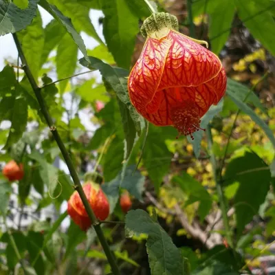 Chinese Lantern (Abutilon Chittendeni)