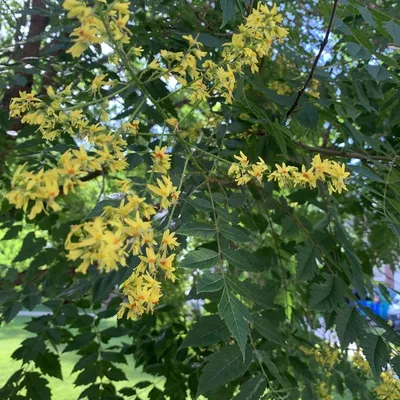 Chinese Rain Tree (Kolreuteria Paniculata)