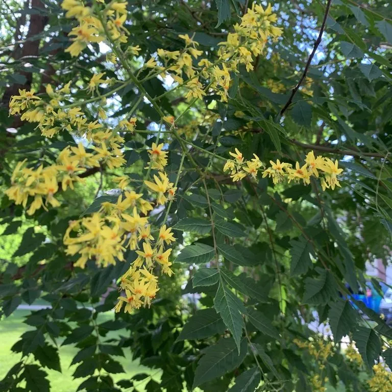 Chinese Rain Tree (Kolreuteria Paniculata)
