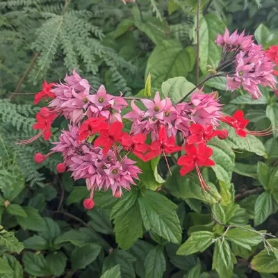Clerodendrum Java red (Clerodendrum Speciosum)