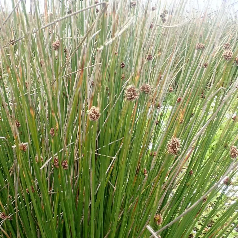 Club Rush Grass (Ficinia Nodosa)