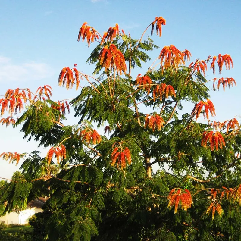 Glory Bower's Tree (Colvillea Racemosa)