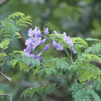 Common Jacaranda (Jacaranda Mimisifolia)