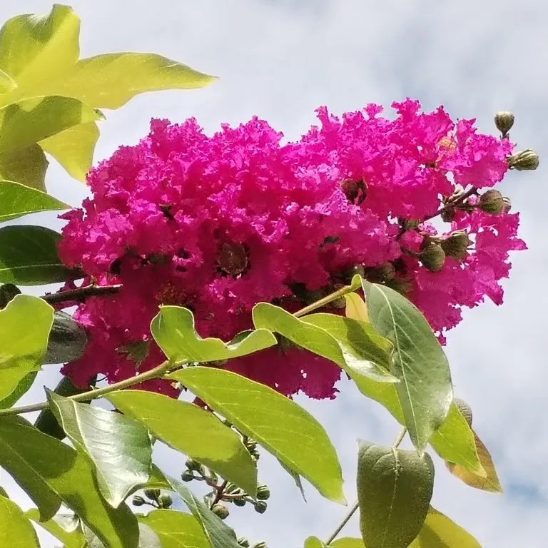 Crepe Myrtle (Lagerstroemia Indica Dynamite)
