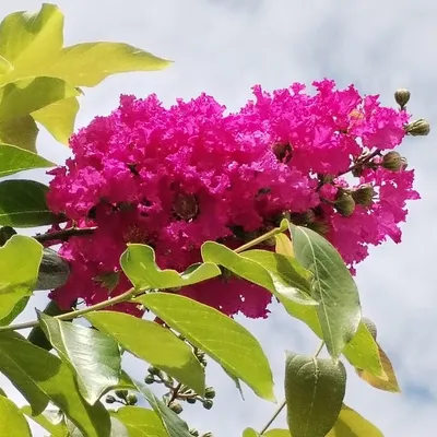 Crepe Myrtle (Lagerstroemia Indica Dynamite)