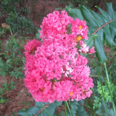 Crepe Myrtle (Lagerstroemia Indica Mobile)