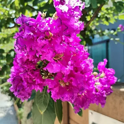 Crepe Myrtle (Lagerstroemia Indica purple)