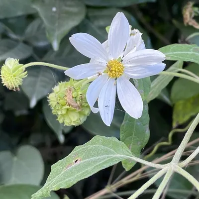 Daisy Vine (Montanoa Atriplicifolia)