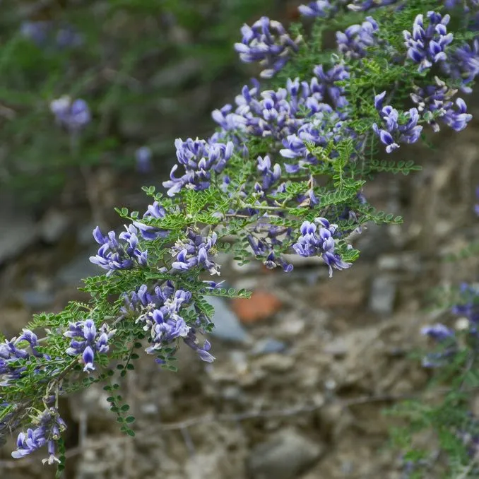 David's Sophora Bush (Sophora Davidii)