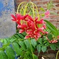 Double Rangoon Creeper (Quisquallis Indica Double)