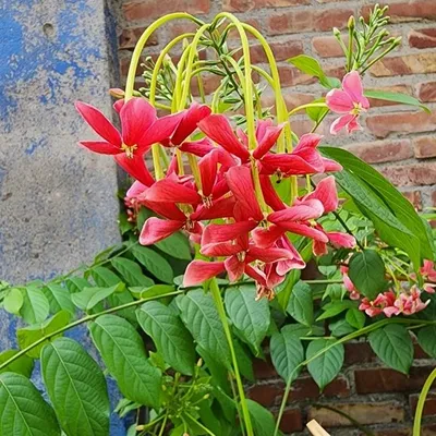 Double Rangoon Creeper (Quisquallis Indica Double)