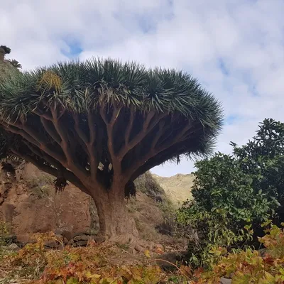 Dragon Tree (Draecena Draco)