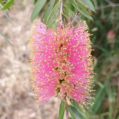 Dwarf Bottle Brush (Callistemon hot pink)