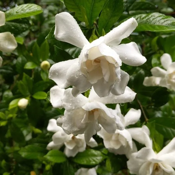 Dwarf Gardenia (Gardenia frost proof)