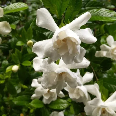 Dwarf Gardenia (Gardenia frost proof)