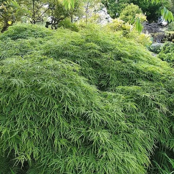 Dwarf Japanese Maple (Acer Dissectum)