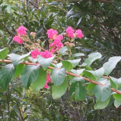 Dwarf Pink Crepe Myrtle (Legerstroemia Pocomoke)