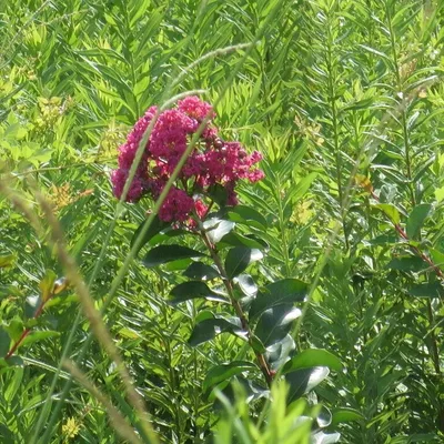 Dwarf Red Crepe Myrtle (Lagerstroemia Tightwad Red)