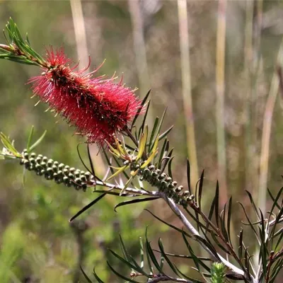 Dwarf Weeping Bottle Brush (Callistemon Subulatus)